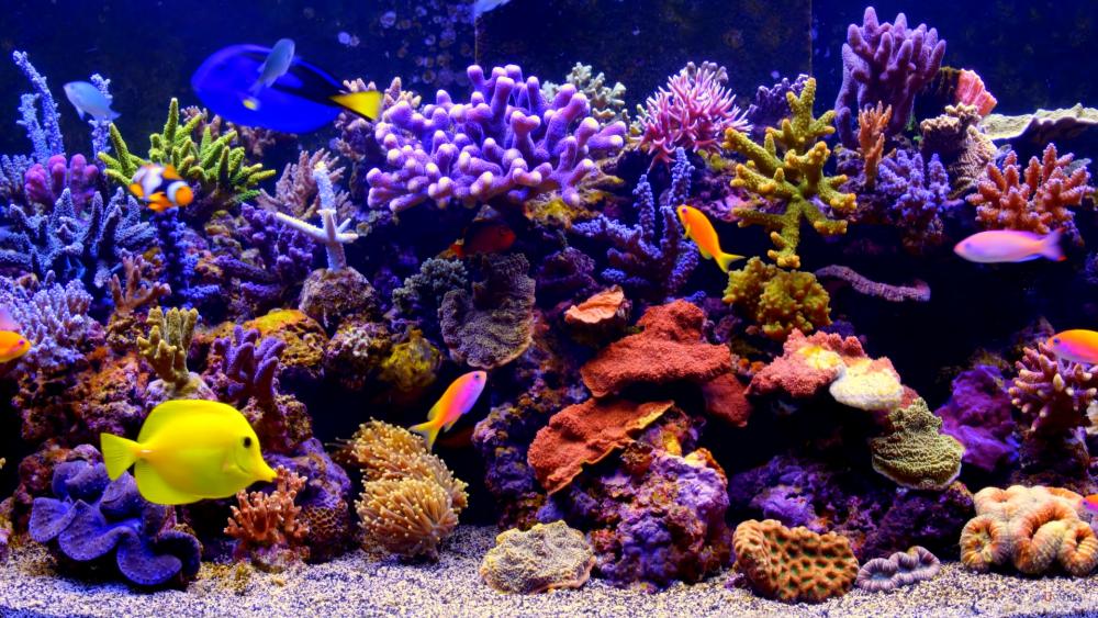 Coral reef fish aquarium wallpaper