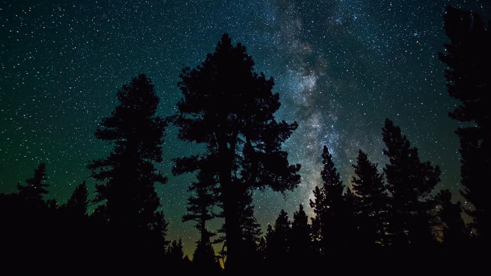 Milky way above the forest wallpaper