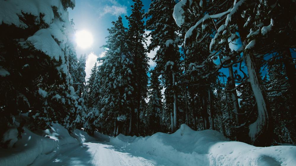 Snowy fir forest wallpaper