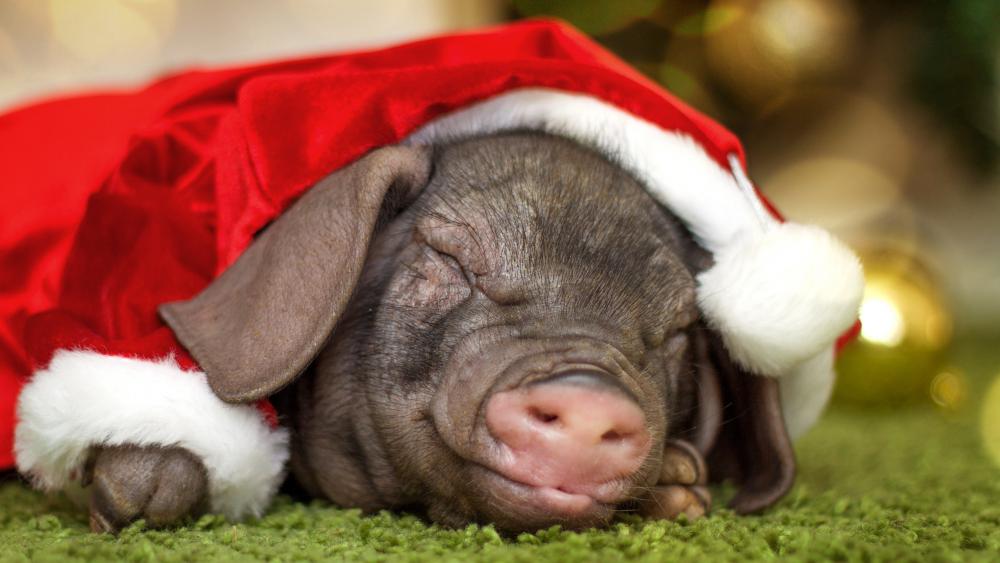 New Year Santa Pig wallpaper