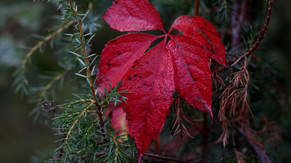 Close-up red Leaf wallpaper