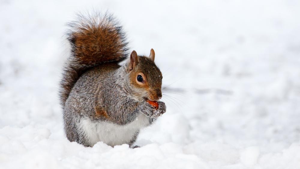 Cute squirrel in the snow wallpaper