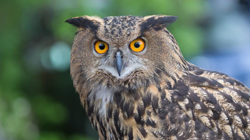 Eagle Owl wallpaper