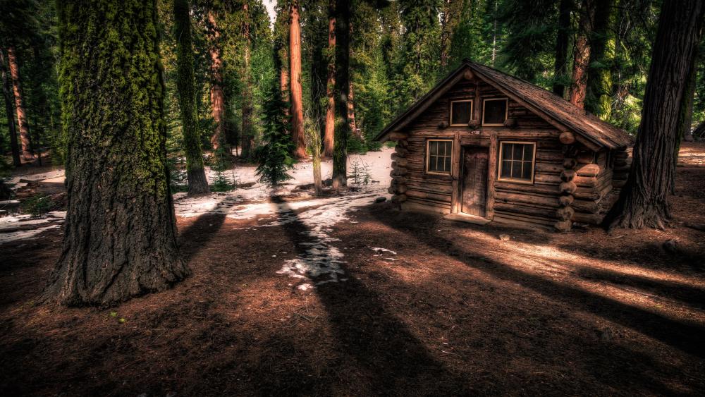 Forest shelter in Yosemite National Park, California wallpaper