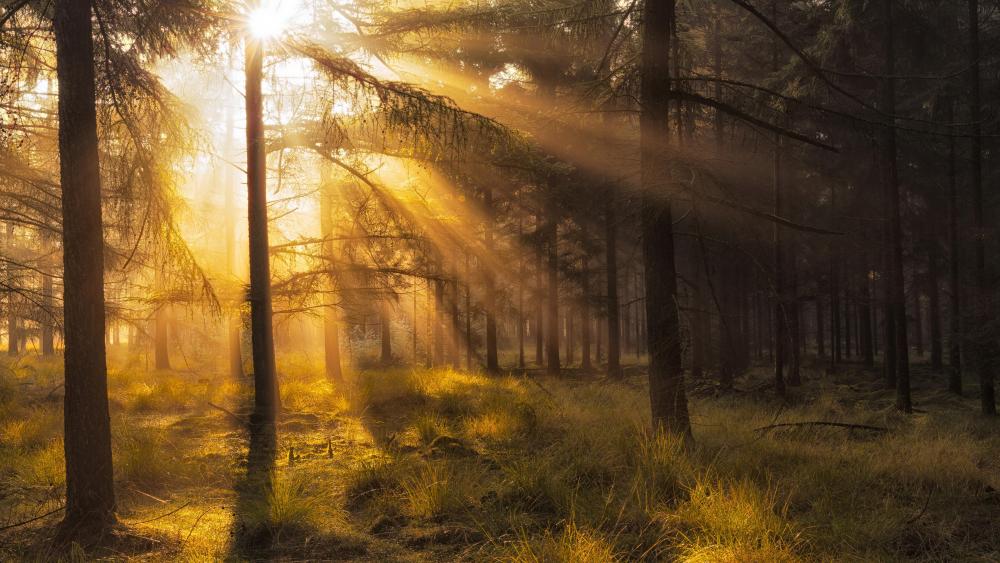 Rays of light in the fir forest wallpaper