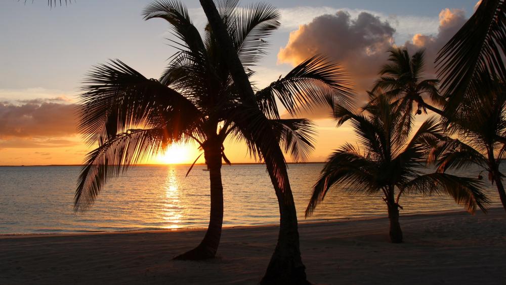 Palms in the sunset (Andros, Bahamas) wallpaper