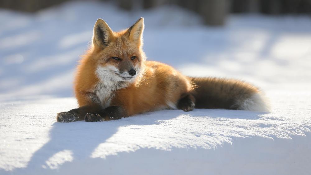 Fox lies on the snow wallpaper
