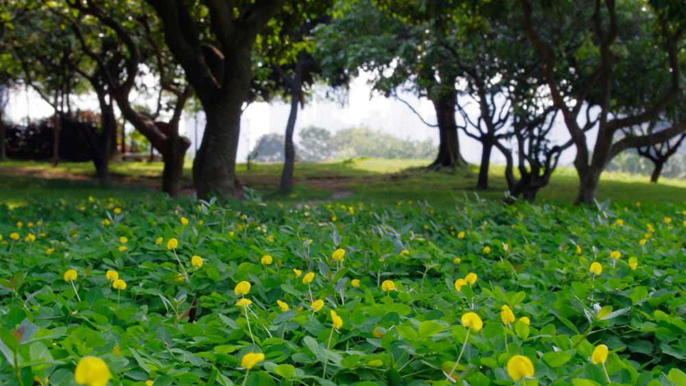 Blossoming Meadow Under Tranquil Trees wallpaper