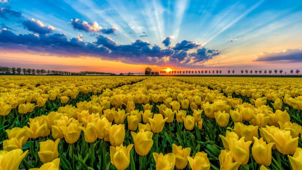 Yellow tulip field wallpaper