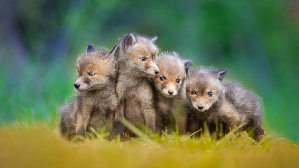 Four cute little foxes wallpaper