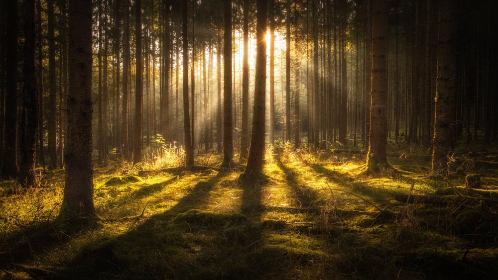 Rays of sun in the deep forest wallpaper