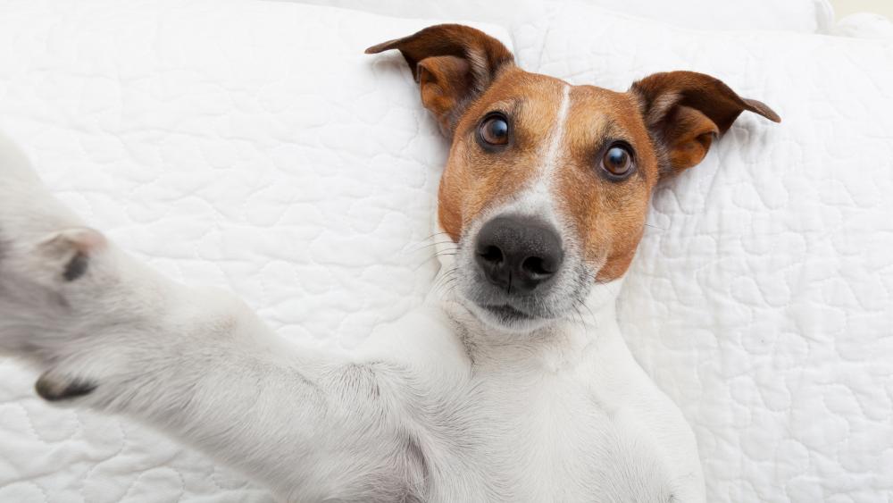 Jack Russell terrier selfie wallpaper