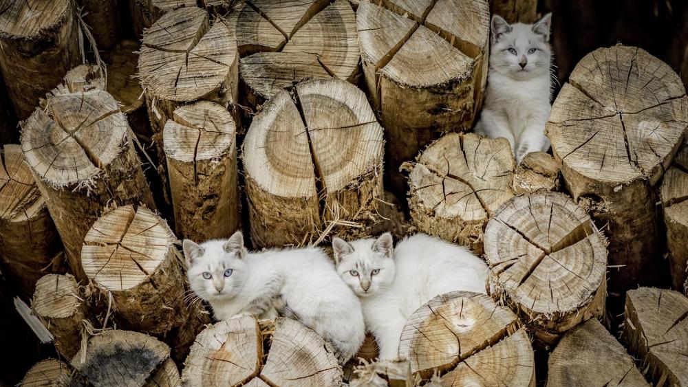 White cats among tree logs wallpaper