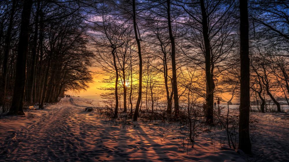 Winter sunset in nature wallpaper