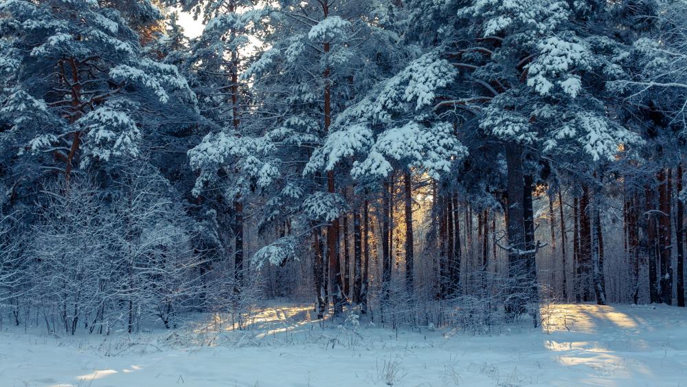 Wintertime in a fir forest wallpaper