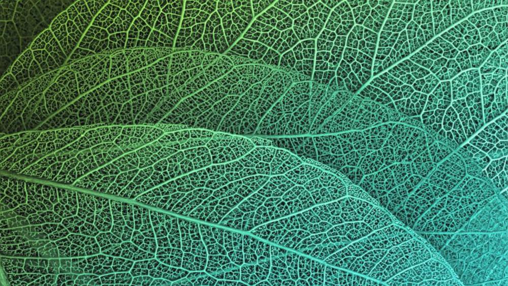 Texture of Leaf wallpaper