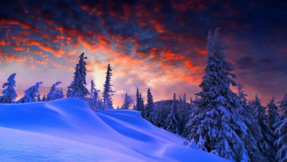 Snowy pine trees at sunset wallpaper