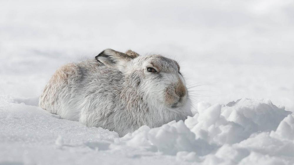 Snowshoe hare in the snow wallpaper
