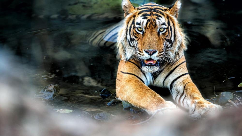 Bengal Tiger Bathing wallpaper