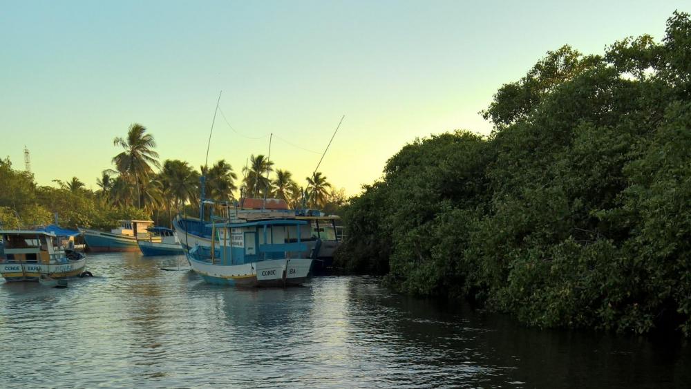 Serene Boats Amidst Lush Mangroves and Calm Waters wallpaper