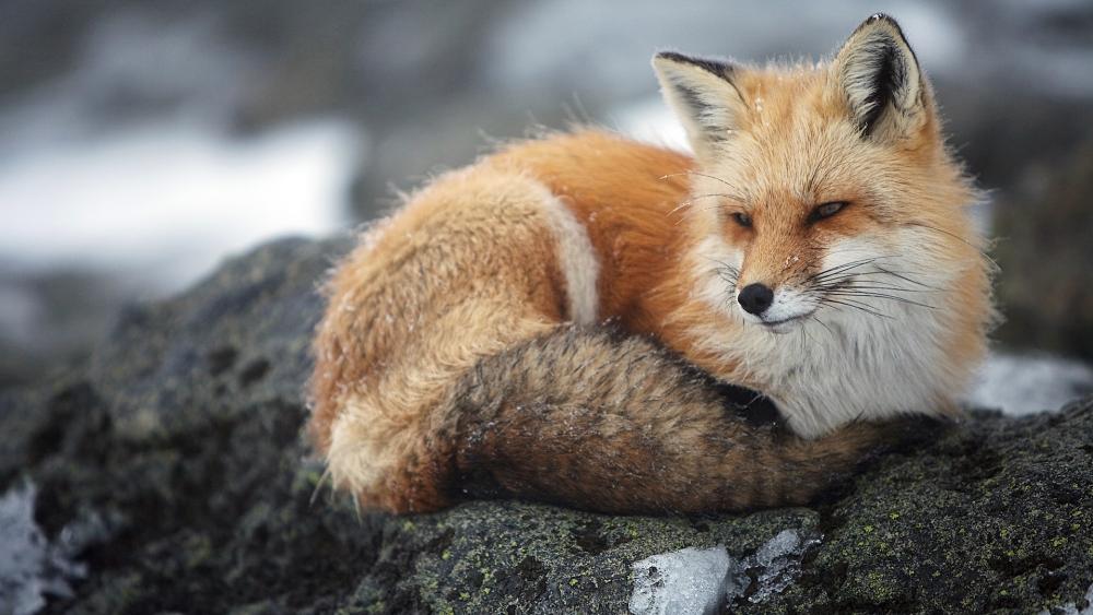 Red Fox Resting in Natural Habitat wallpaper