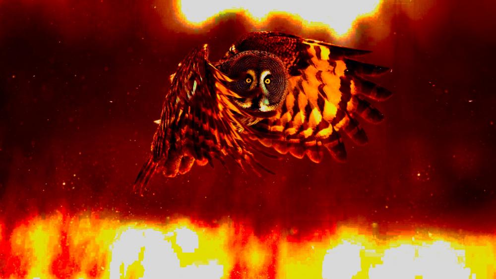Owl in Flight wallpaper