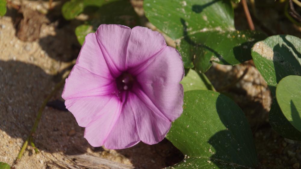 Flower on the beach wallpaper