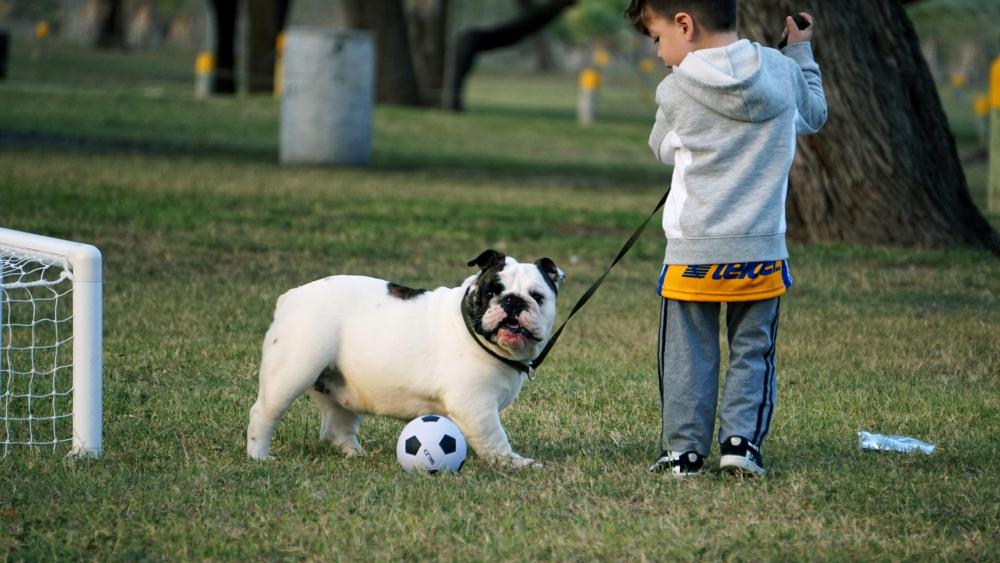 Playful Pup and Young Companion in the Park wallpaper