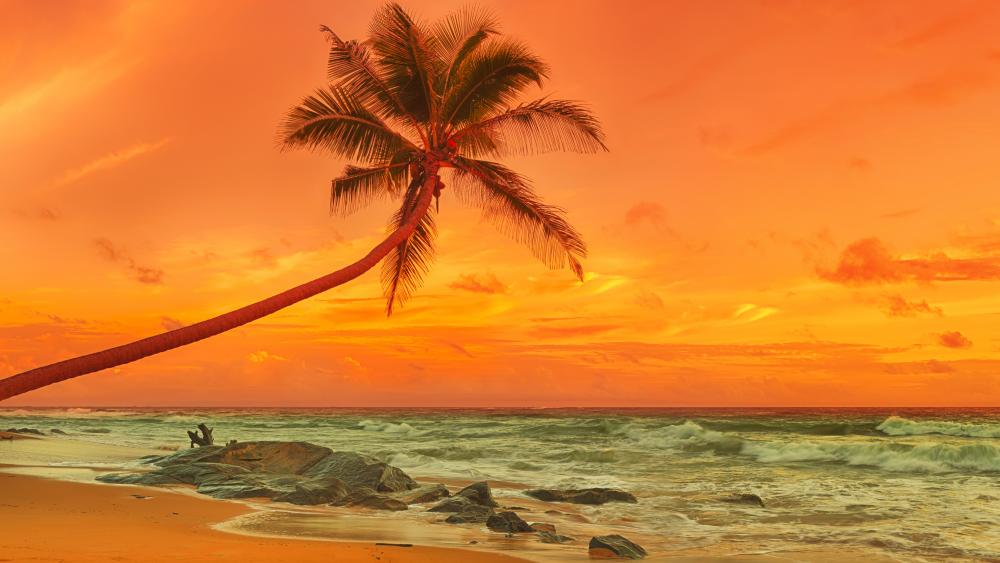 Palm tree above the sea at sunset wallpaper