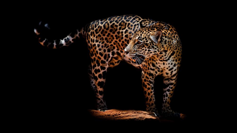 Jaguar wallpaper