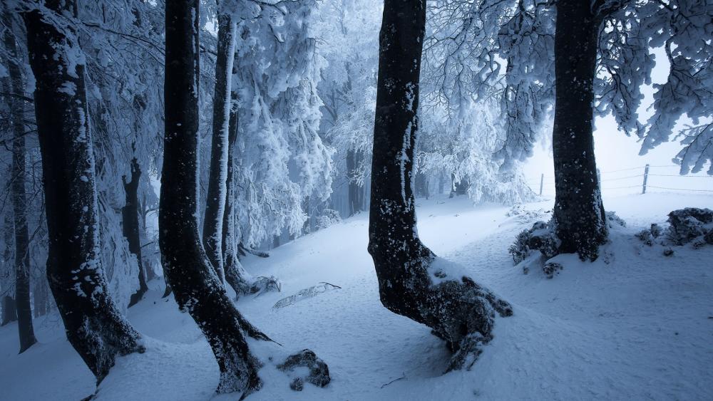 Snowy spruce fir forest wallpaper