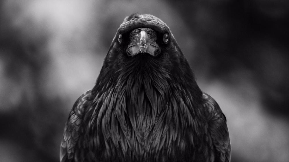 Monochrom crow photo wallpaper