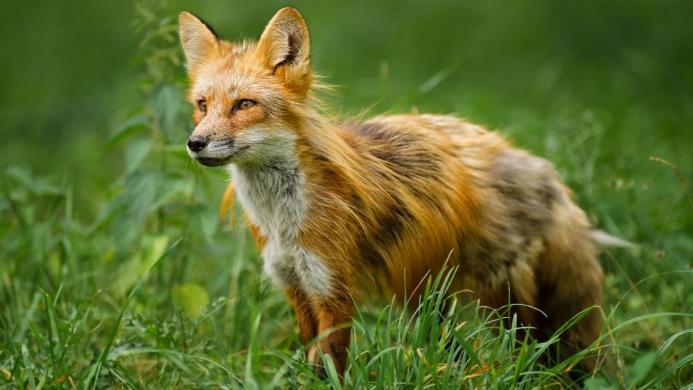 REd fox in grass wallpaper