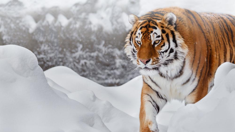 Siberian tiger in the snow wallpaper