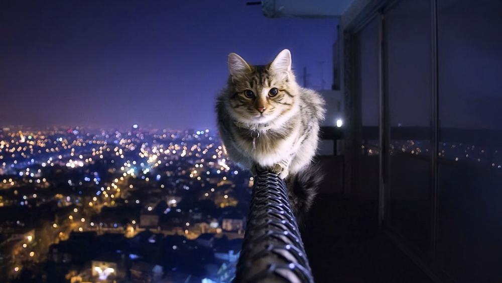 Cat on the balcony railing above the city wallpaper