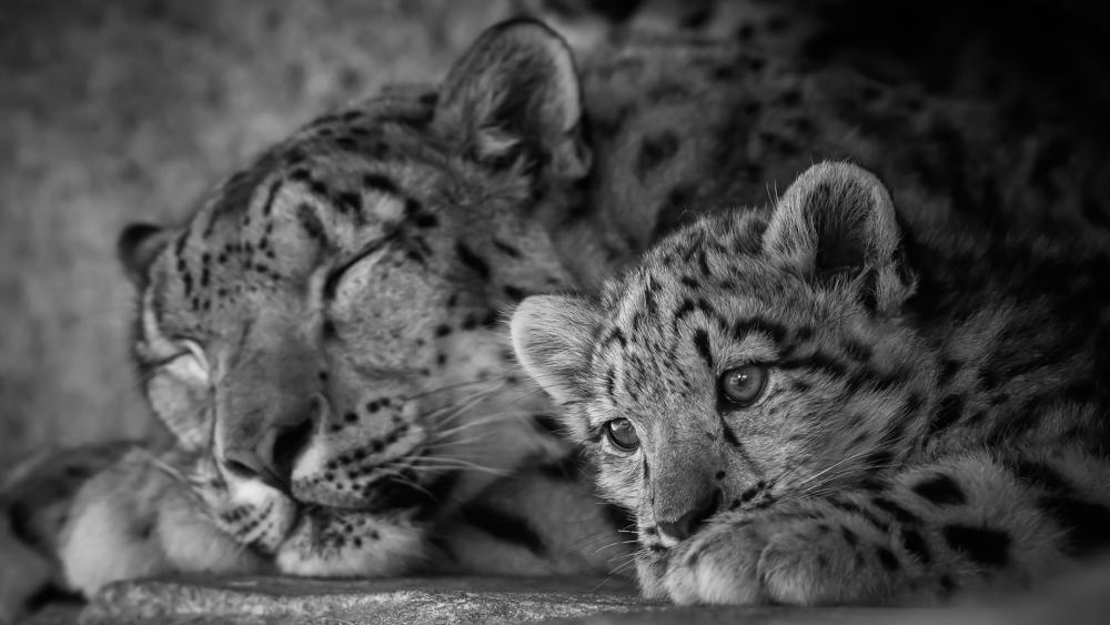 Cute leopard cub with his mom wallpaper
