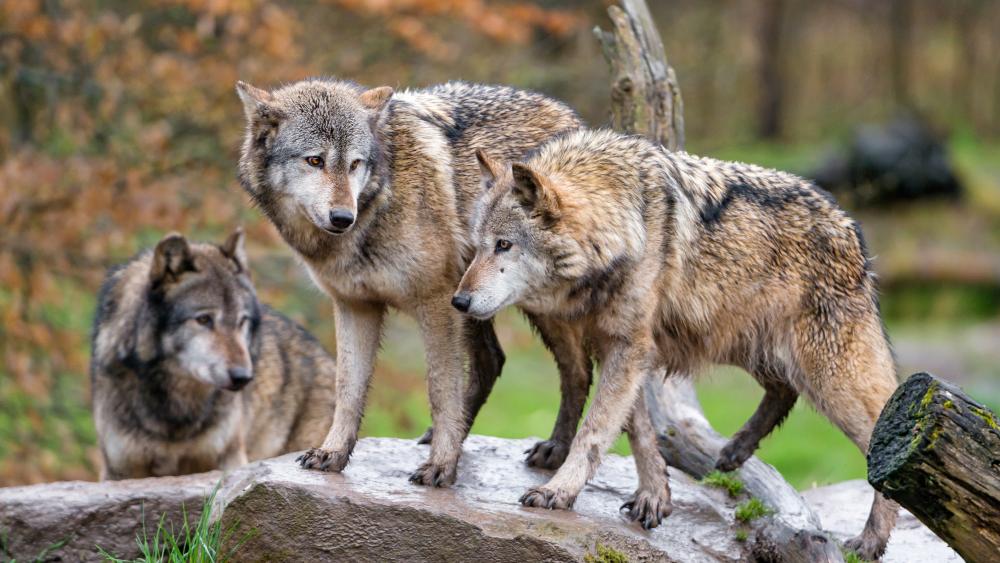 Pack of wolves wallpaper