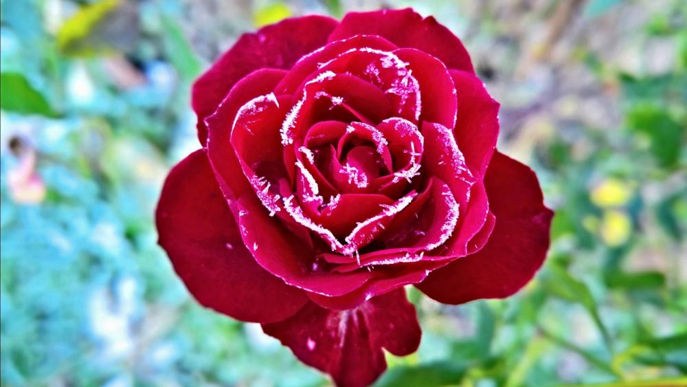 Hoary red rose wallpaper