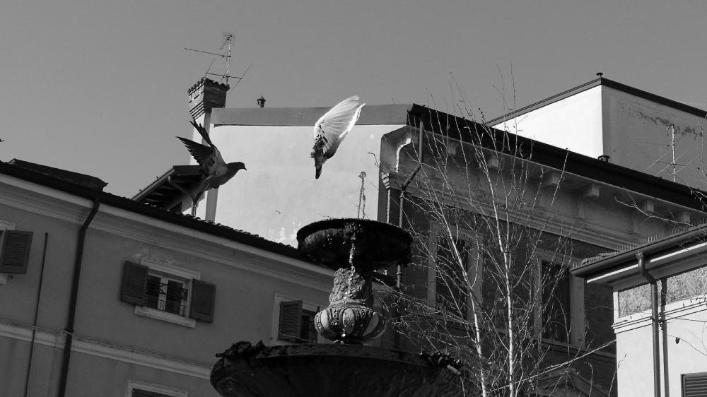 Urban Serenity in Black and White wallpaper