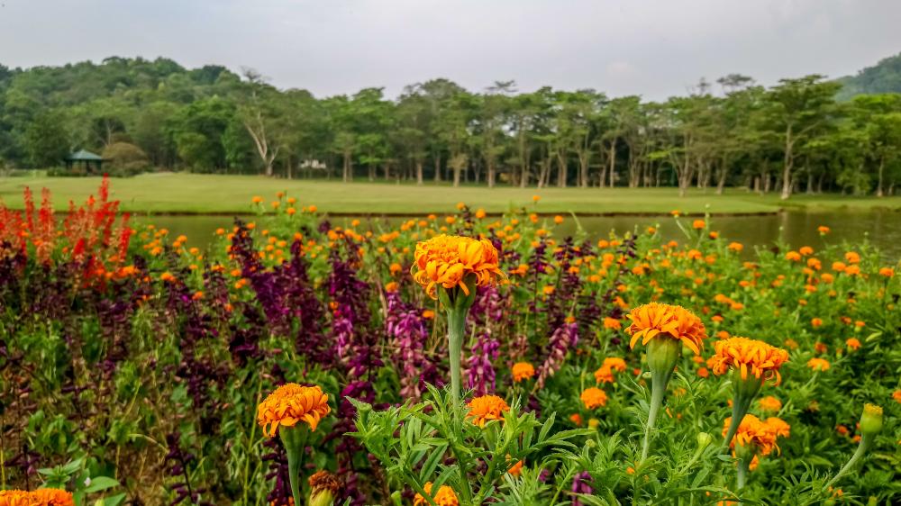 Scene from seethawaka wet zone botanical garden wallpaper