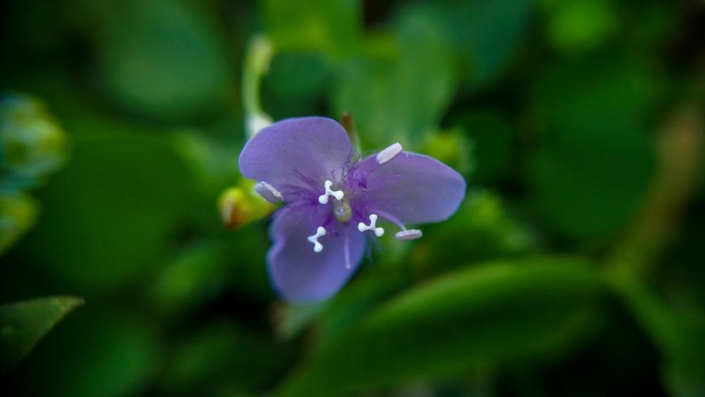 Wild flowers Sri Lanka wallpaper