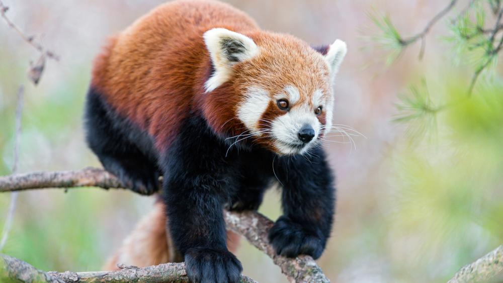 Red panda wallpaper