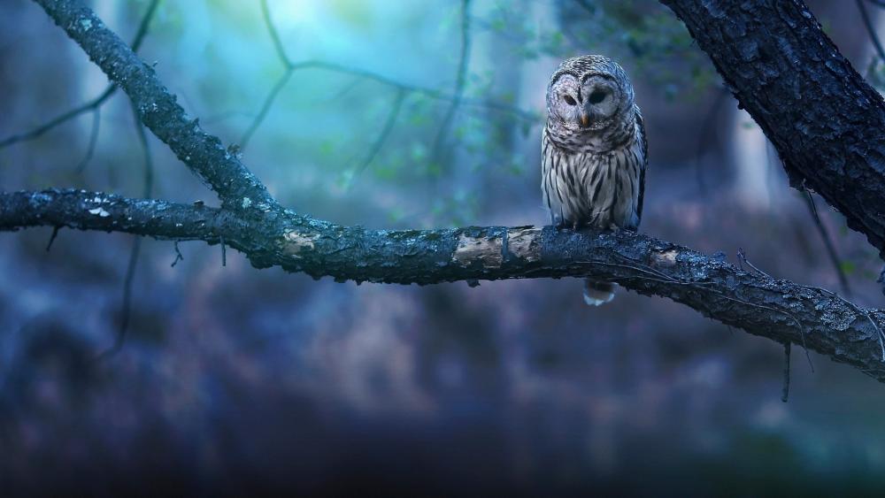 Great grey owl sits on a branch wallpaper