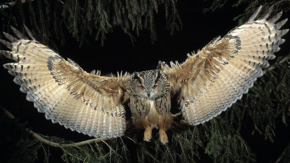 Owl in flight wallpaper