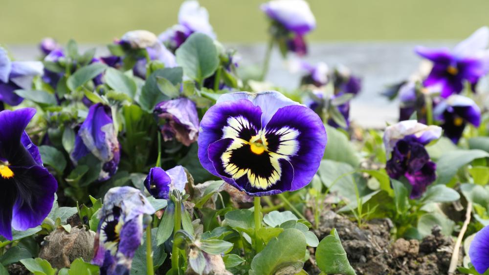 Pansy flowers wallpaper