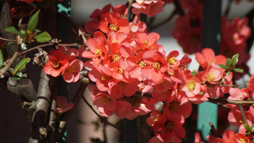Vivid Blossoms under Sunlight wallpaper