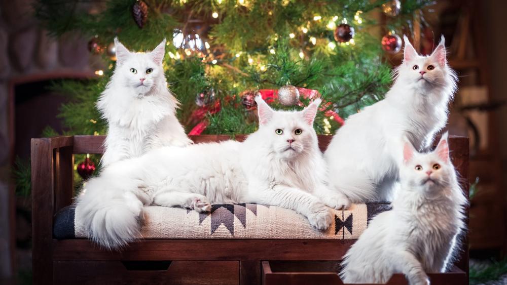 White cats in front of the Christmas tree wallpaper