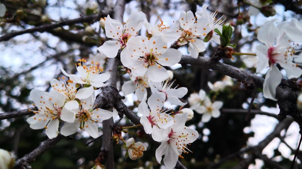 Blossoming Beauty of Cherry Flowers in Springtime wallpaper