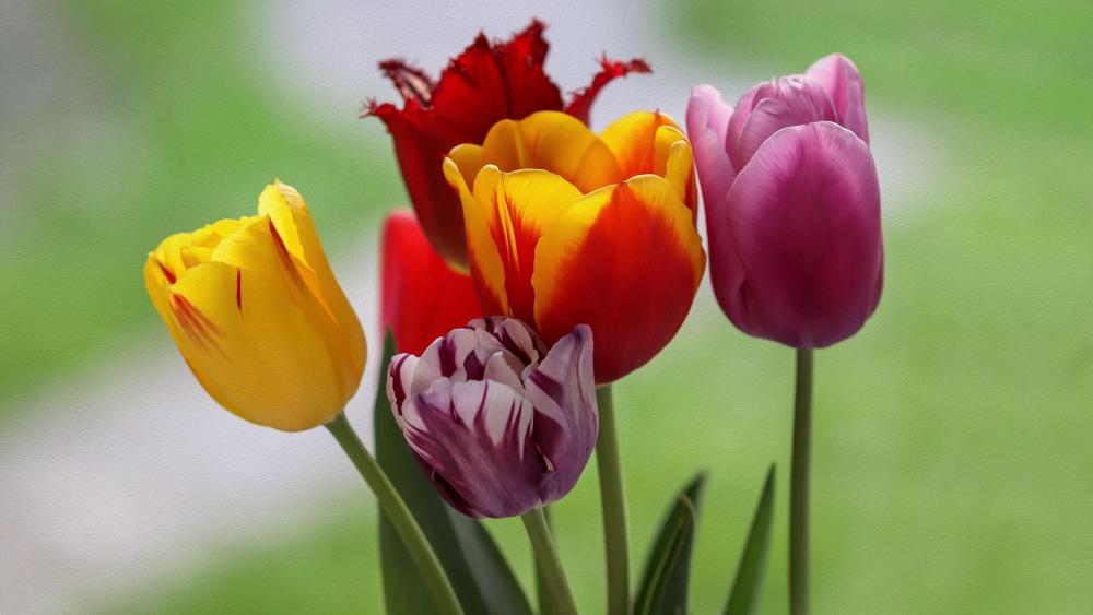 Spring tulips wallpaper