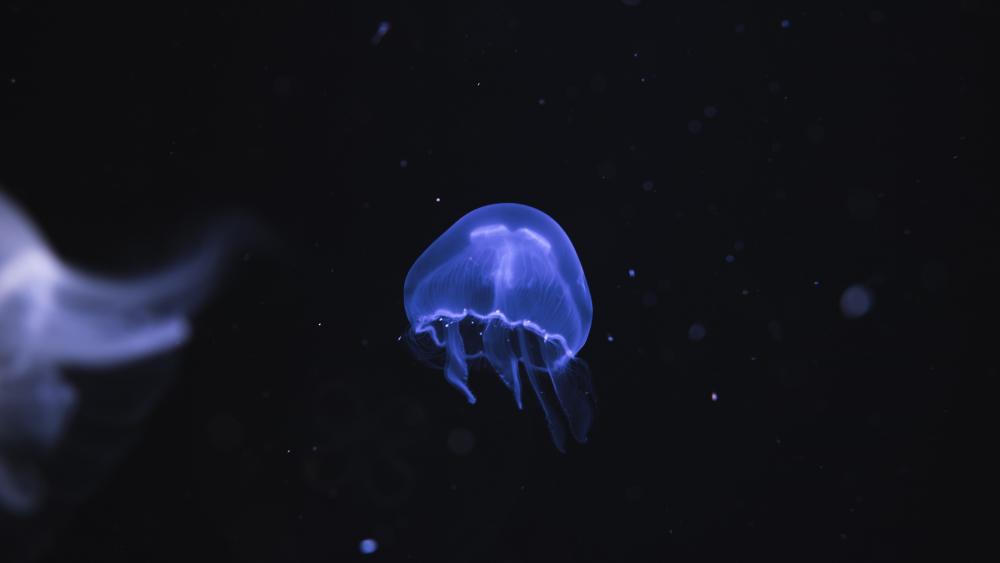Jellyfish in Ozeaneum Stralsund (Germany) wallpaper